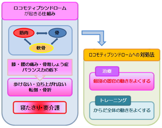 ロコモティブシンドロームの仕組み