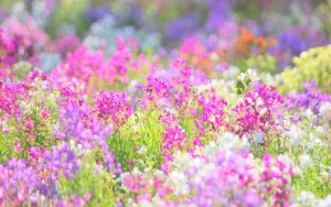 flower102